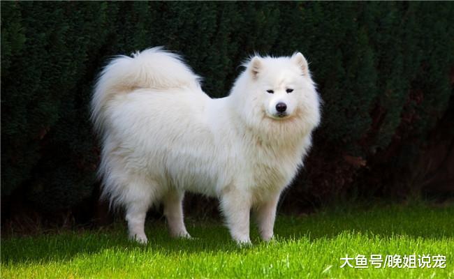 养萨摩耶减少的5点原因, 不认主人在内, 第五点是拆家能力出色