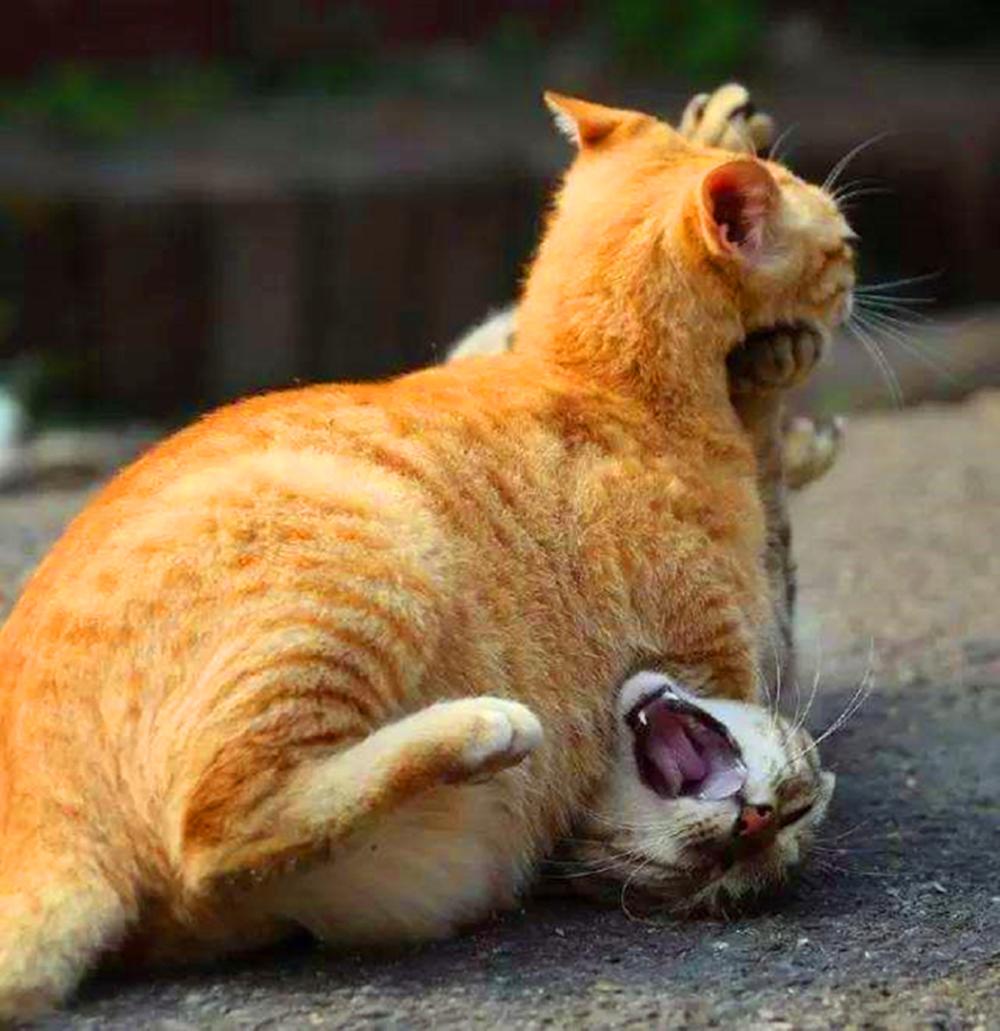 众猫乞食, 唯独橘猫立在椅子上拜手作揖, 大橘: 乞食我是认真的…