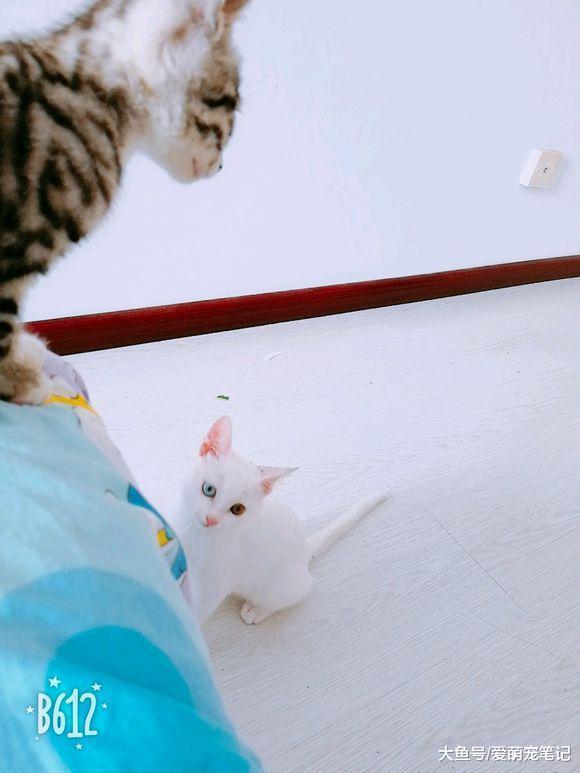 网友买完车后, 开车途中发现一只流浪猫在机箱盖里, 索性带回家了