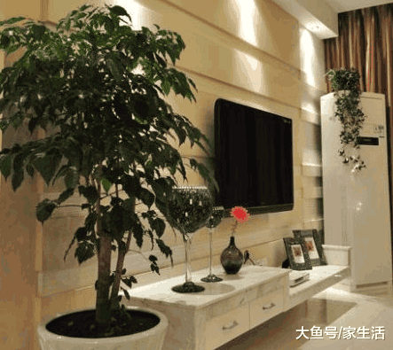 客厅万万要放这些植物, 有钱人家里都会放, 难怪越住越富裕