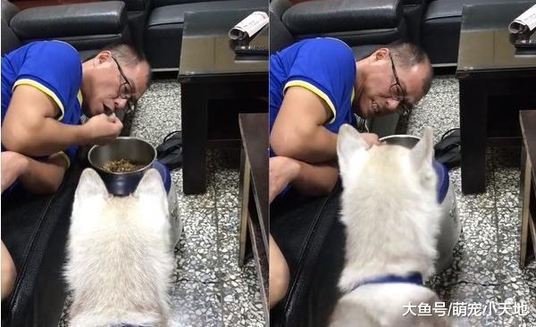 主人示范嗑饲料还亮牙低吼护食, 狗狗看傻: 好啦, 我吃就是了