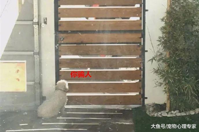 同伴去世后, 狗狗无意间的举动让人泪目: 老伙计, 我想你了