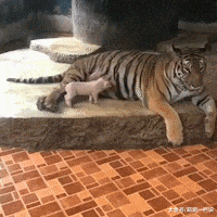 主人拍水下婚纱照, 在旁一边的狗狗以为主人溺水了, 急得直跺脚