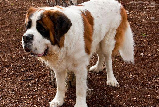 世界10大猛犬, 藏獒第六, 日本土佐第三, 第一没有痛觉