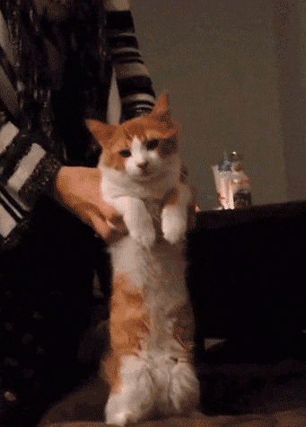 宠物GIF图: ?这绝壁不是我干的, 主人你要相信我!