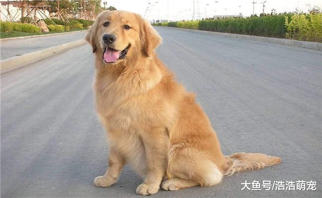 下面5种狗狗让你选一种喂养, 你会选哪个? 第一种很受欢迎
