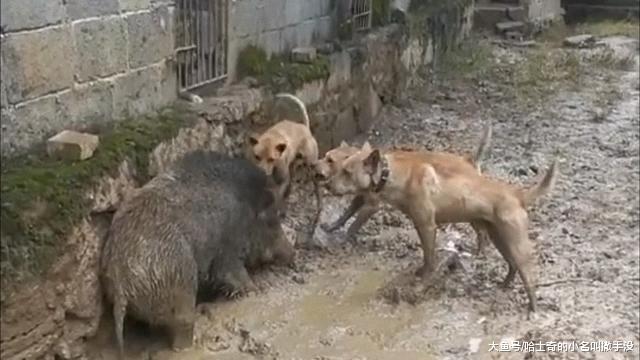 三条土狗围着野猪叫, 就是不冲上咬, 你们是打算吃光空气憋死猪吗