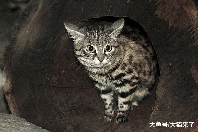 世界上最可爱的4种猫科动物: 一种售价30万, 一种非常有“心机”