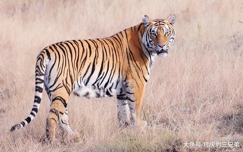 它是美洲“最横”的猫科动物, 却因为名字的缘故, 实力经常被低估