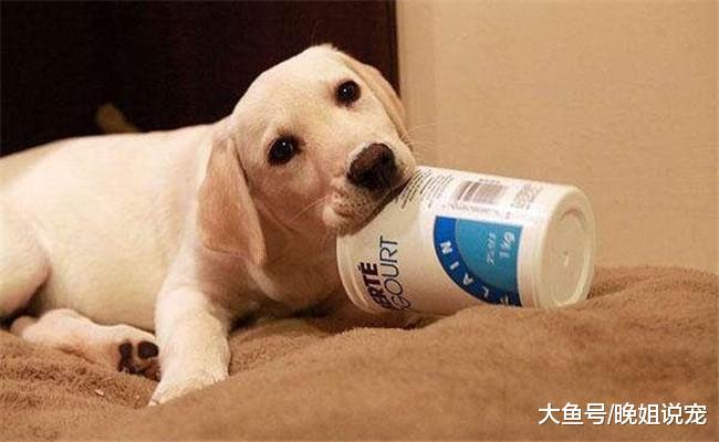 养狗之前要先了解它的5个麻烦, 看完再做决定比较好