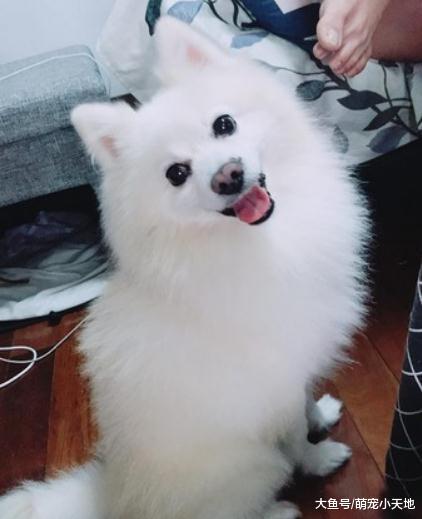 妈妈狂叫名字不回, 狐狸犬听到里长秒转头让家人无奈又好笑