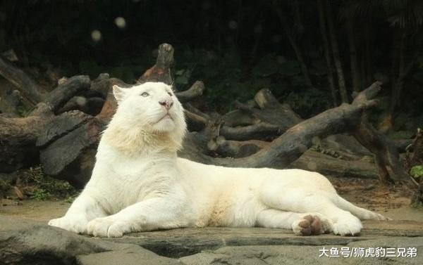 它们是老虎里面的“变种人”, 个头虽然更大, 但生存能力却很弱