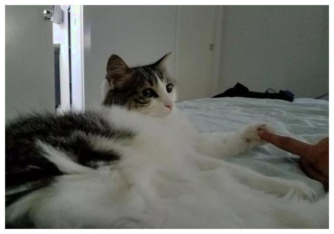 夫妻俩得知流浪猫要生崽, 紧张得像刚结婚, 医生一席话给他们鼓舞