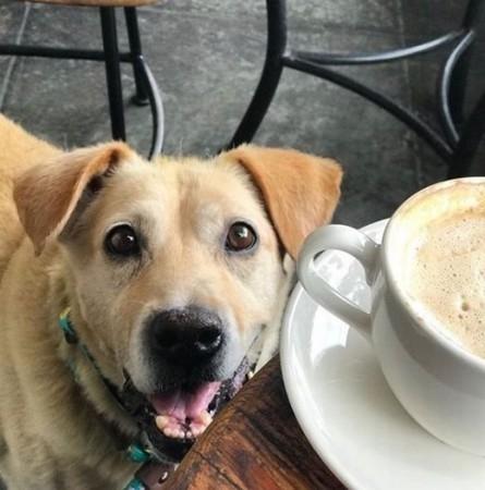 流浪汪吃土度日不肯离开, 觅食待原地坚信丢掉它的人会回来