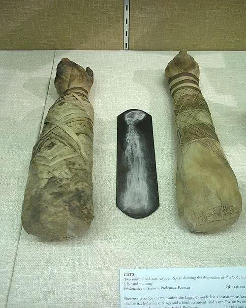 喵星人为何都比较傲娇? 这还要从几千年前说起! 地位尊贵的化身!