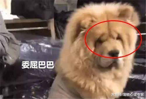 主人给松狮剃了毛, 险些惹来路人报警: 有人在遛狮子!