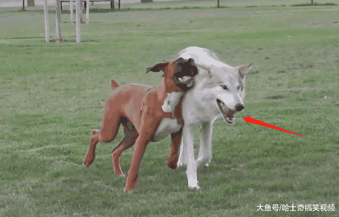 网友带“狼”去公园玩, 狗狗见面就怼: 不就是二哈吗?