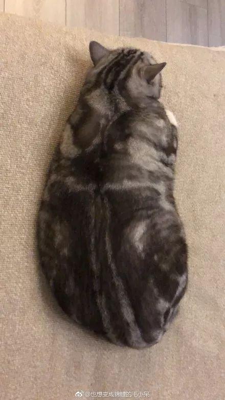 一到冬天才会出现在铲屎官家中的奇观: 猫猫虫