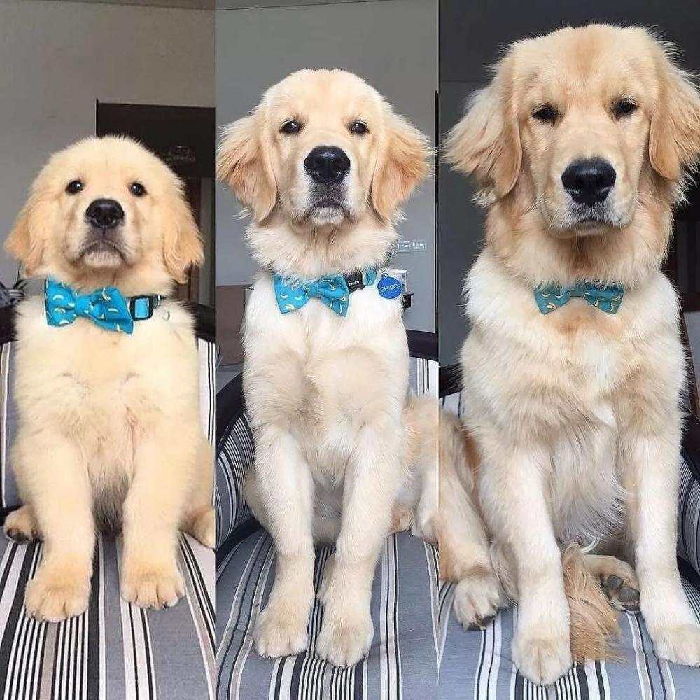 珍惜狗子的小时候, 它们真的是一眨眼就长大了!