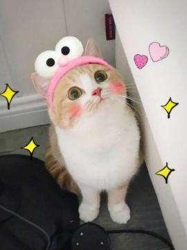 养猫人最讨厌听到的几句话, 说了就友尽