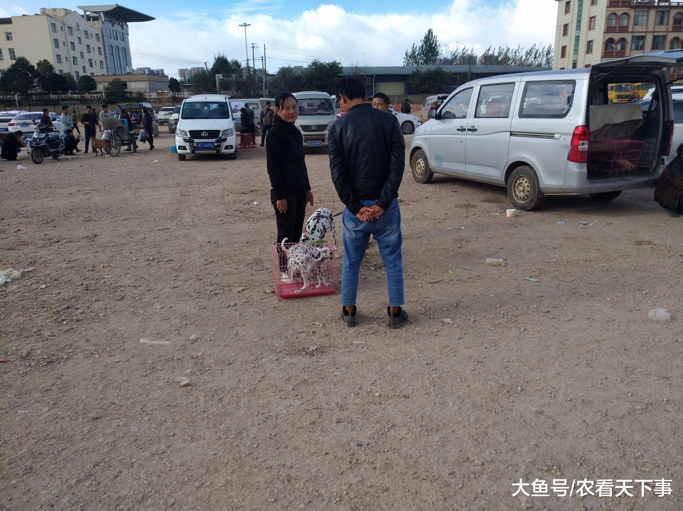 狗市少见的斑点狗商贩喊价700元, 因为过于冷门无人购买!