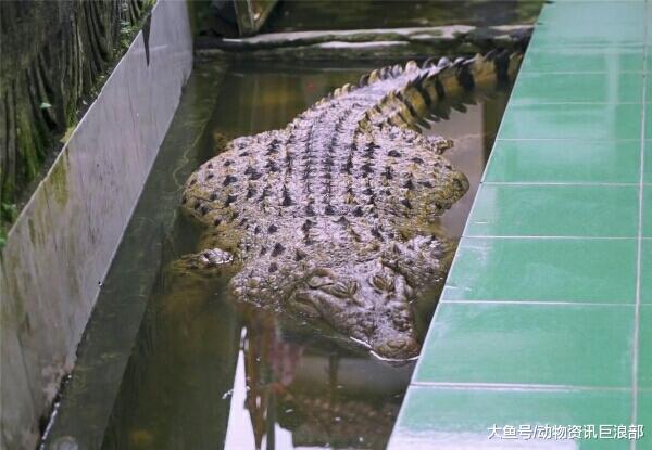 宠物鳄鱼被男子当猪养 胖到200多斤 双下巴明显