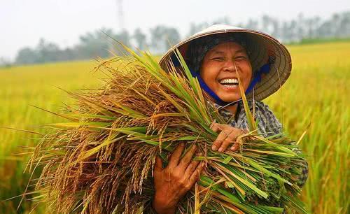 很多人问: 为什么不允许烧稻秆? 专家给出的答案, 难以支撑观点。