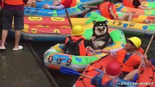带着狗狗玩漂流? 狗狗: 请给我来个救生衣, 我现在有点慌