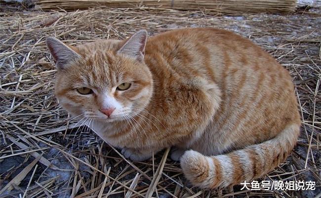 家里的5个地方对猫咪有危险, 铲屎官尽量不要让猫咪靠近