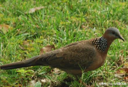 新西兰的鸟儿因为酗酒出名, 喝醉后躺在地上任人捡 , 也是心大!