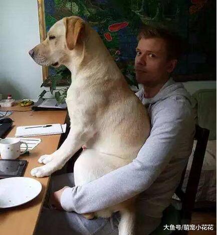 养狗千万别养拉布拉多犬, 它会毁掉你的生活, 曝光它的罪行!