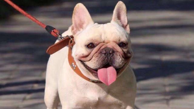 领养宠物狗之前, 必须要承诺的事项, 网友: 竟然这么麻烦!