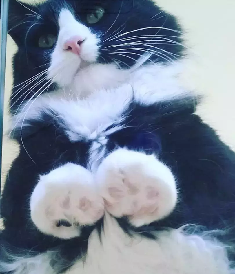 坐在玻璃上的猫咪们, 看完心情都好了