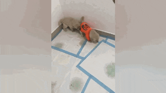 小金毛得到主人的衣服, 却惨遭兄弟妒忌围攻, 狗: 凭啥就它有衣服