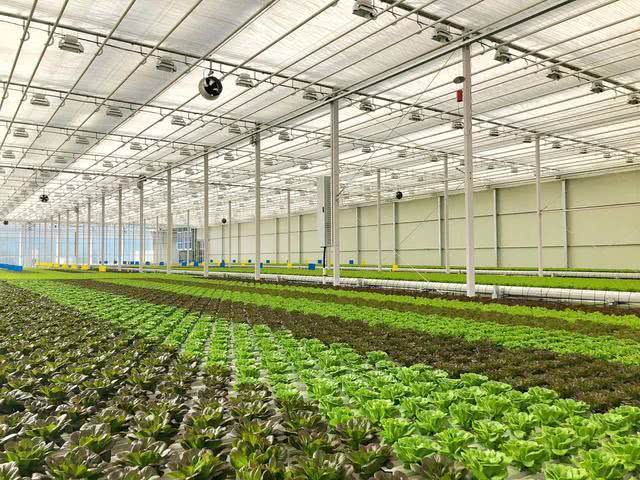 现代化连栋温室, 成为越来越多人的选择, 但你真的懂吗?