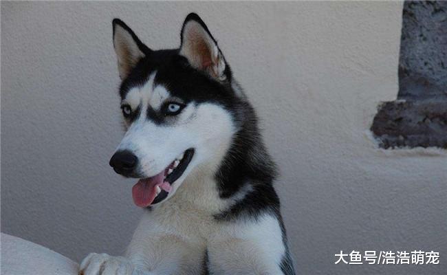 最受欢迎的五种狗狗, 拉布拉多在内, 第五种既让人爱又让人恨