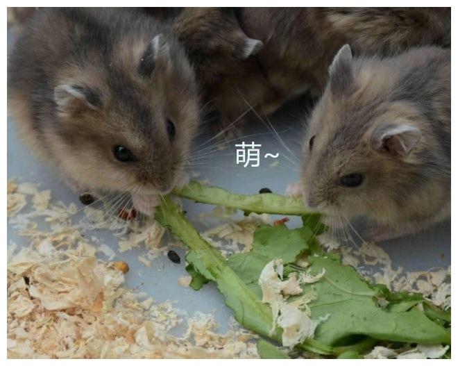 尴尬的网购宠物: 买的是仓鼠, 养着养着成了米奇米妮...