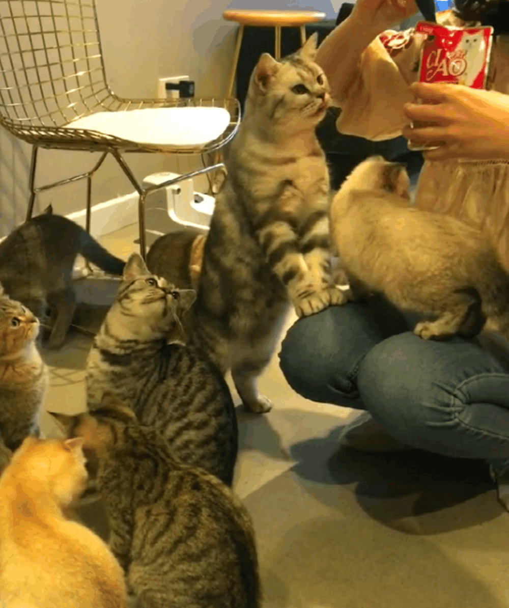 众猫乞食, 唯独橘猫立在椅子上拜手作揖, 大橘: 乞食我是认真的…