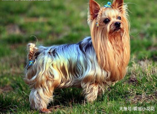 你也许不清楚, 这5种行为, 其实是在谋杀你的狗狗!