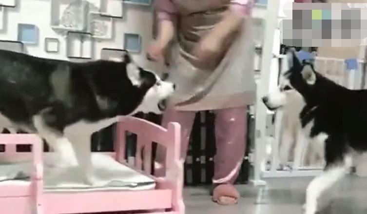 主人教训哈士奇另一只狗狗来帮忙, 还没开始就怂了, 主人: 真没用