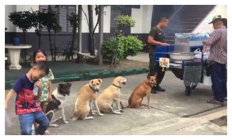 一群狗狗想吃烤肉, 店老板热情招待, 网友: 双方素质都很给力!