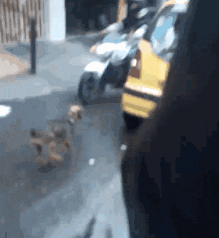 它追了主人整整20条街, “你怎么忍心抛下我…”