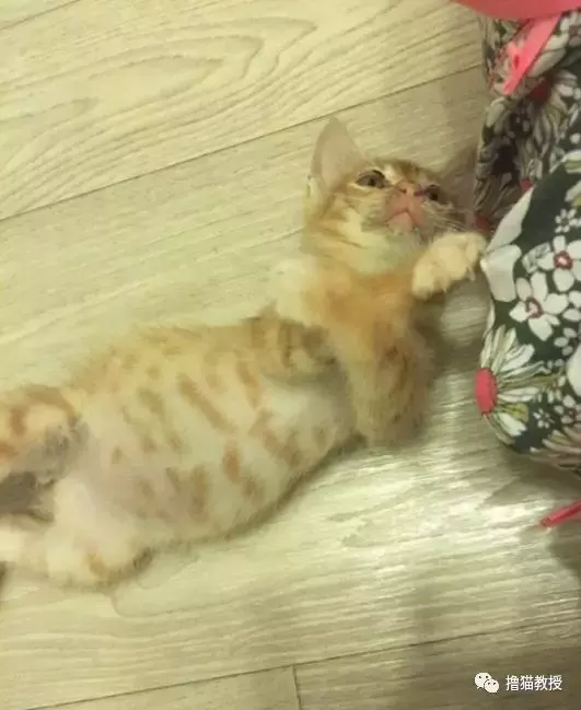 养一只橘猫有多惊喜? 网友捡了一只回家后就完全懂了