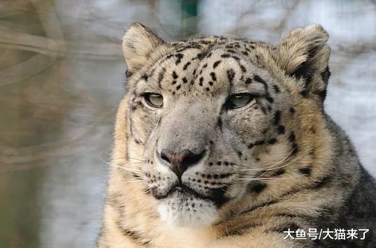 在中国私人可以饲养的猫科动物只有家猫? 其实这些大猫也可以饲养