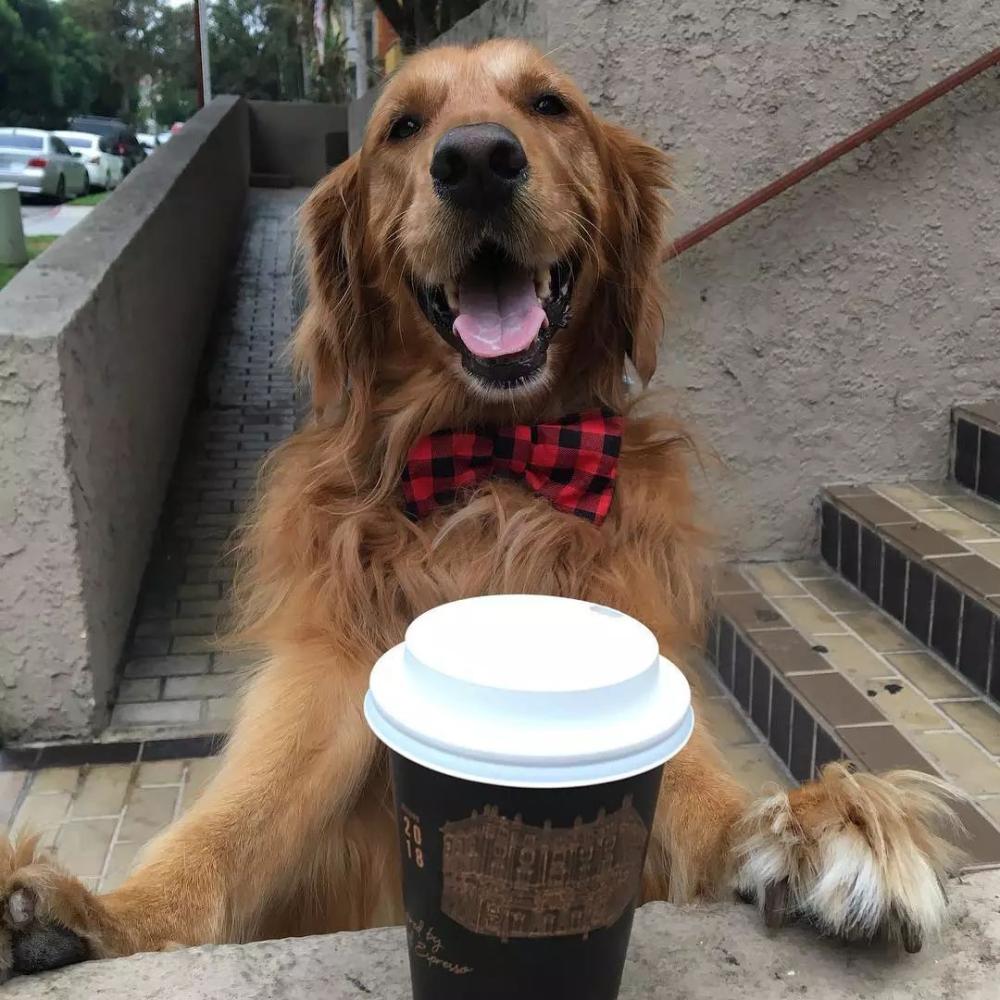 超级自来熟又好客的大金毛, 每天的乐趣就是趴墙头撩路人!