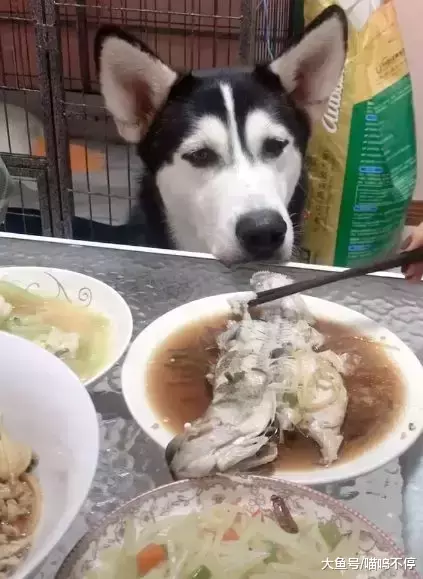 二哈也想吃桌上的东西, 它可怜巴巴地望着主人, 网友: 萌翻了