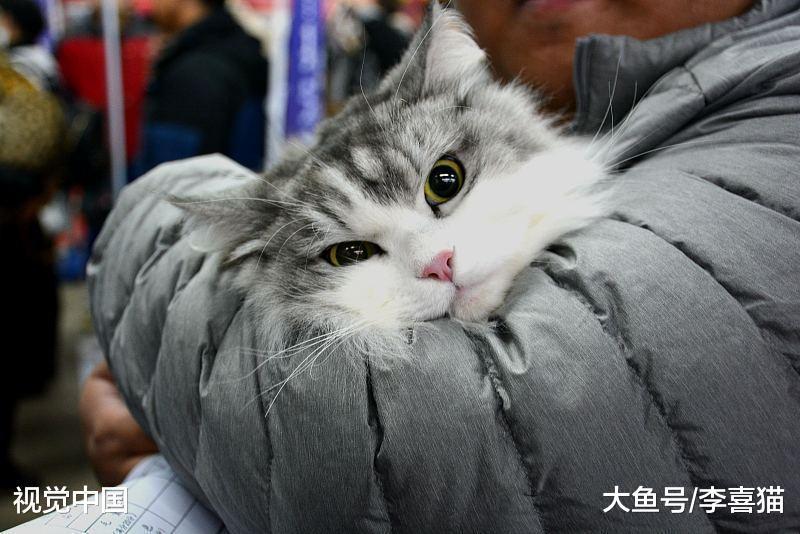 猫咪真的养不熟吗? 可别甩锅了, 猫咪是否亲人完全取决于铲屎官