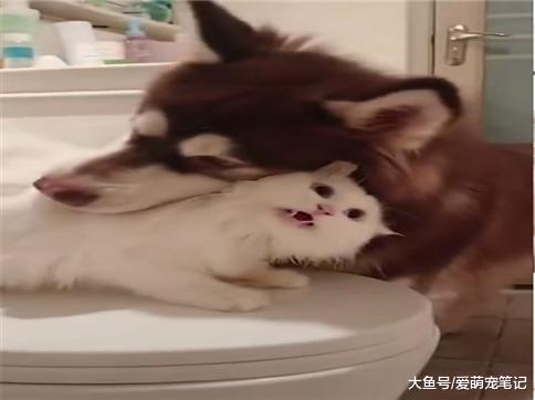 猫咪被阿拉斯加调戏到哈气, 下手也只是温柔地拍拍狗鼻子, 好有爱