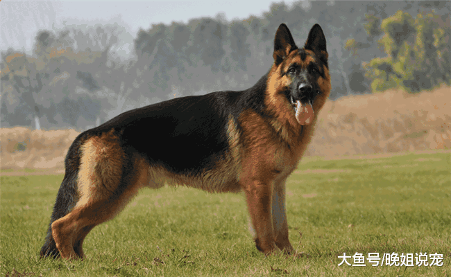 5种狗打架最厉害, 德牧上榜, 第二种打架能让它亢奋