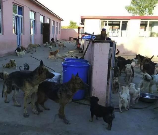 被主人抛弃的金毛遭熊孩子暴打, 被救后反应令人心痛!